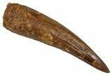 Fossil Spinosaurus Tooth - Restored Tip #344630-1